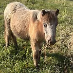 La Cerasa 3*