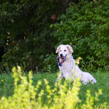 La Cerasa Panzió 4*