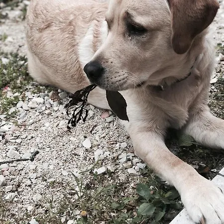 La Cerasa Panzió 4*