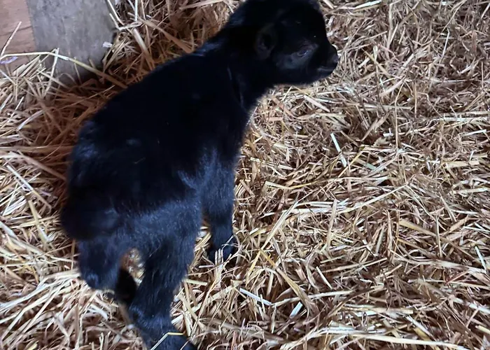 Bed & Breakfast La Cerasa