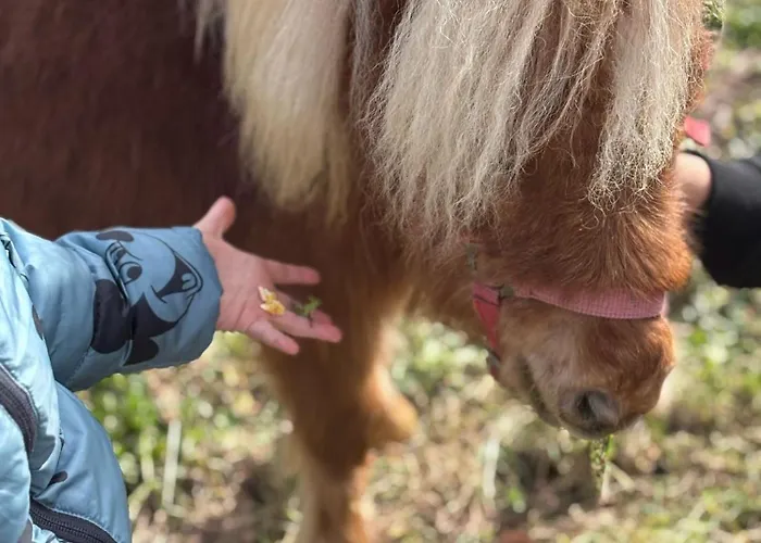 Bed & Breakfast La Cerasa