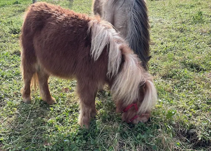 Bed & Breakfast La Cerasa 3*