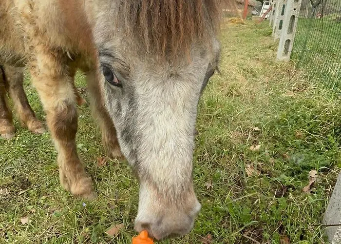 Bed & Breakfast La Cerasa Fabriano
