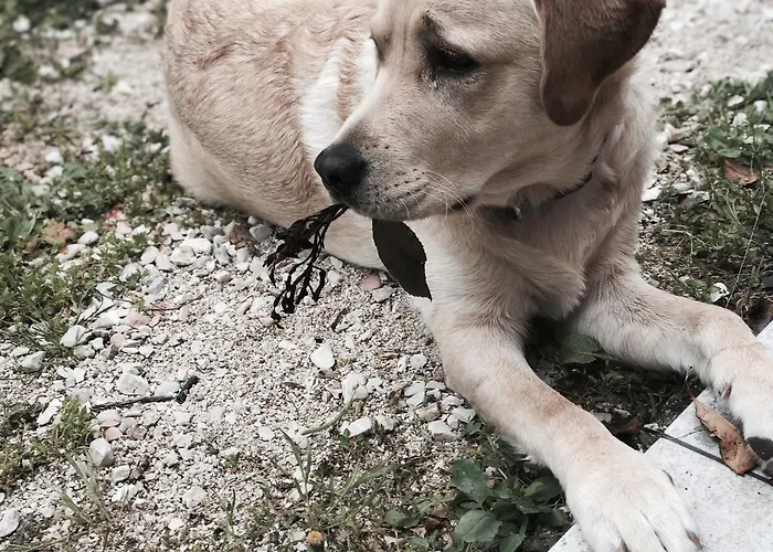 La Cerasa Bed & Breakfast 3*